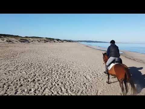 Galoppo in spiaggia con Osmo Pocket
