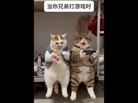 这游戏爱到骨子里的猫，完全没注意兄弟给它嘴里放的啥,