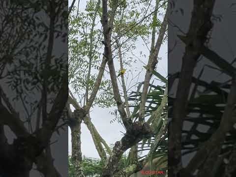 Ang cute ng mga ibon.#.Kulay Dilaw# Mag Couple yata silang  apat!😁