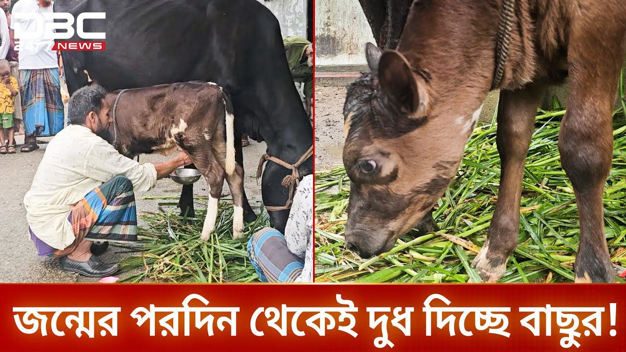 ⁣গাভীর সাথে দুধ দিচ্ছে ১৭ দিনের বাছুর! | DBC NEWS Special