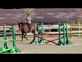 Cheval de dressage / loisir / compagnie