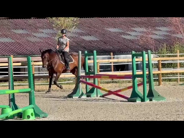 Cheval de dressage / loisir / compagnie 