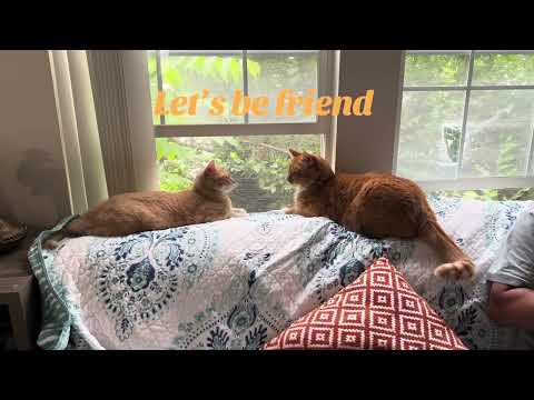 JJ & Dora are thinking of being friends#cat#funny 