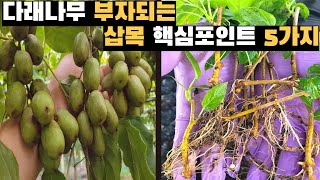 다래나무 삽목실패, 99%가 놓치는 5가지 실수