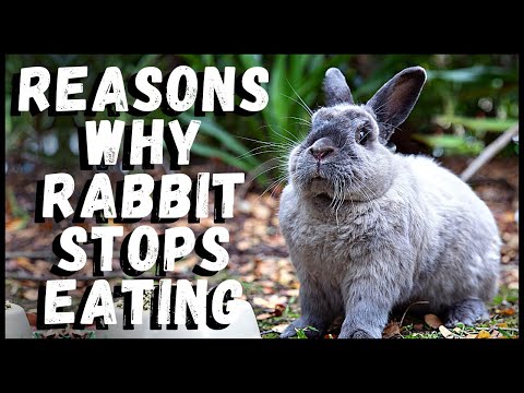 , title : 'Things to Do If Your Rabbit Stops Eating'