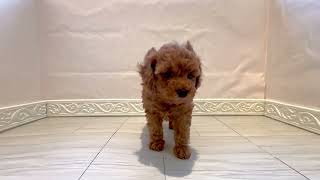トイプードルの動画01