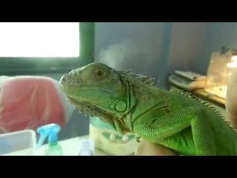 , title : 'اساسيات تربية الاجوانا  green iguana care'