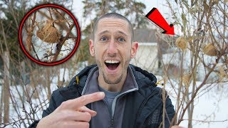 How To Find PRAYING MANTIS For Your GARDEN! Proactive Pest Control