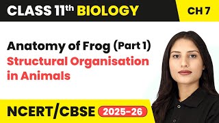 Anatomy of Frog (Part 1) - Structural Organisation in Animals | Class 11 Biology Ch 7 | CBSE 2024-25