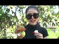 JAUH JAUH KE MALANG CUMA PETIK APEL SEBIJI ️ POPULAR MULTI TALENTA