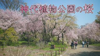 神代植物公園の桜 4K  Cherry blossoms at the Jindai Botanical Park