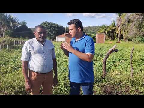 Vacas roceiras comem plantações de feijão no povoado tucuns, município de Uruçuí-Piauí.