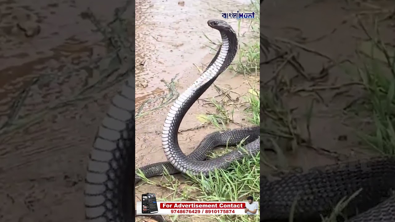 নেশায় চুর কিং কোবরা? কাদা-ঘাসে টলমল সাপের ভাইরাল ভিডিও দেখে তাজ্জব নেটপাড়া !