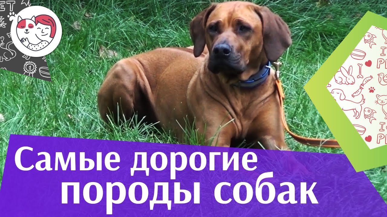 5 самых дорогих собак в мире на ilikpet