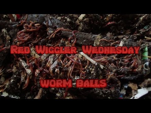 Red Wigglers | Horizontal Migration 10-30-19
