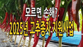 2025년 고추종자 지원사업 씨앗 고추농사 보조사업 알려드립니다. 고추품종 선택