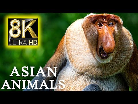ASIAN ANIMALS IN 8K HDR 60FPS ULTRA HD - Animals The Planet with REAL Nature Sounds