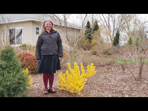 image-Do deer eat Forsythia bushes?