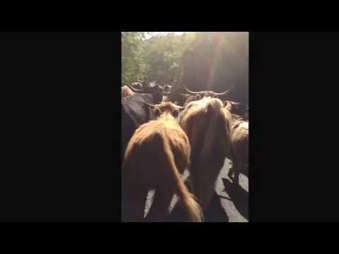 G.ni e le vacche scozzesi