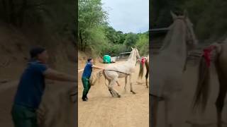 Download lagu Horse breeding video #shortvideo #funny #shortsyoutube #shortviral #shortfeed #shortsviral #shorts mp3