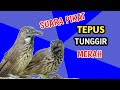 Suara Pikat Tepus Tunggir Merah Chestnut Rumped Babbler
