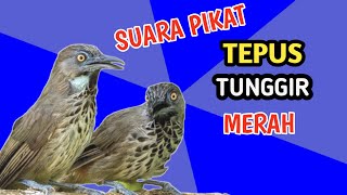 Download lagu Suara Pikat Tepus Tunggir Merah - Chestnut Rumped Babbler mp3