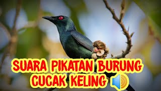 Download lagu SUARA PIKATAN BURUNG CUCAK KELING #kicaumania #kicaumaniaindonesia mp3