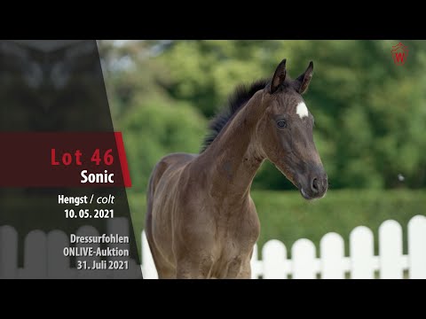 Onlive-Auktion Dressurfohlen Lot 46 Sonoc Hengst v. Sezuan's Donnerhall  - Dream On