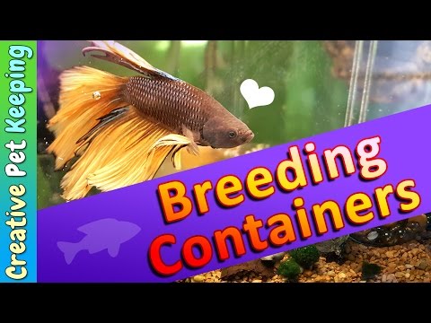 Breeding Containers for Betta Fish