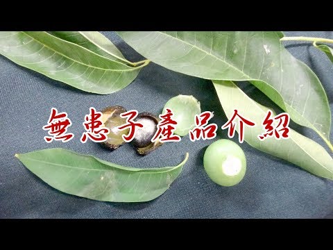 黃目子
