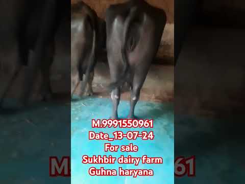 #for #sale #sukhbir #dairyfarm #guhna #haryana