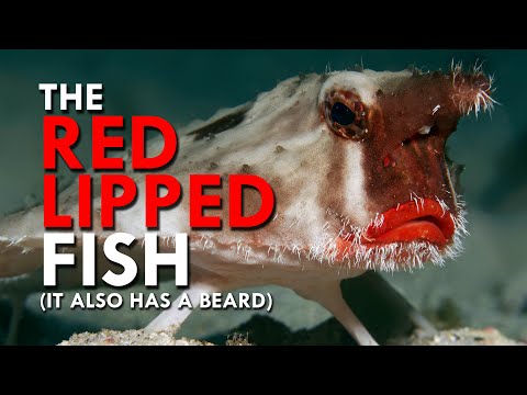 Why Does This Fish Have Huge Lips