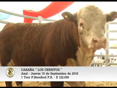 15-09-16 - Venta de Toros P.Hereford P.R. - Cabaña Los Cerritos - Azul