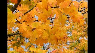 Download lagu 〖紅葉〗(もみじ) ♪秋の夕日に照る山紅葉♪ Instrumental mp3