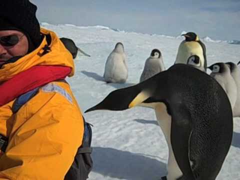 Emperor Penguin - Close Encounter of the Third Kind