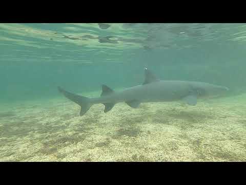 Isabela - Galapagos Island Hopping - AWR