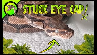 How to Take a Stuck Eye Cap Off a Snake! (Ball Python)