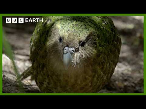 This Parrot is Too Heavy to Fly | South Pacific | BBC Earth