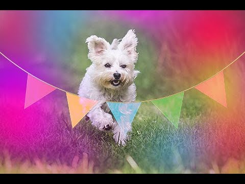 Macy four years old! 27-01-2018