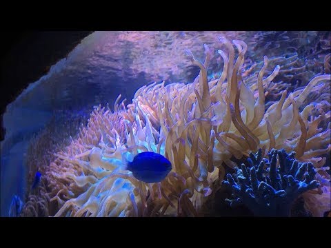 imation202 - underwater blue
