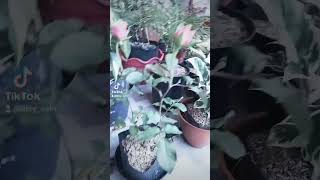 Download lagu berbagai macam jenis bunga mp3 Download lagu berbagai macam jenis bunga mp3