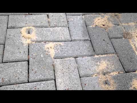 Ants Make Their Home in Pavers in Manalapan, NJ