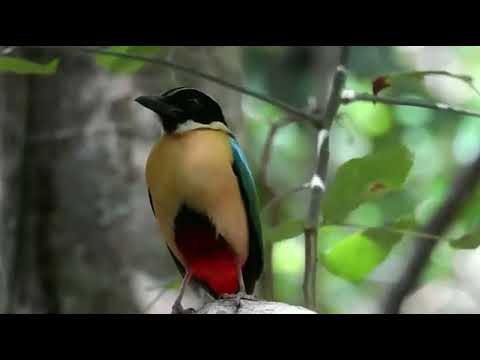 Pita pôvabná (Pitta elegans) — hlas a správanie v prírode