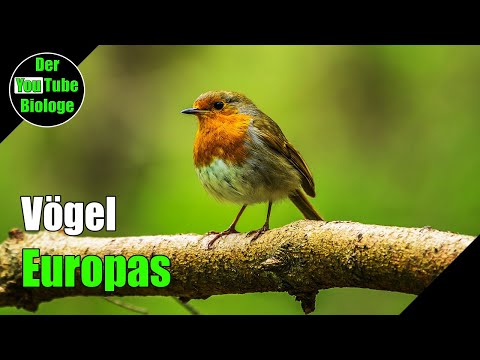 Das Rotkehlchen – Fakten kurz und knapp