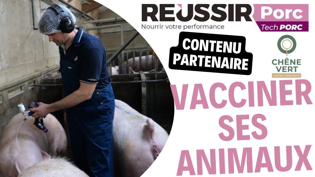 Tuto Chêne Vert : optimiser la vaccination de ses porcs