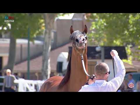 N.37 JAWAD RC - 2020 Vichy - Championnat de France du Cheval Arabe - 3 Years Old Colts (Class 6)
