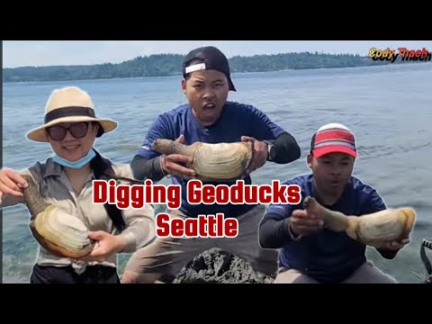 DIGGING THE GIANT CLAMS (GEODUCKS) SEATTLE WASHINGTON