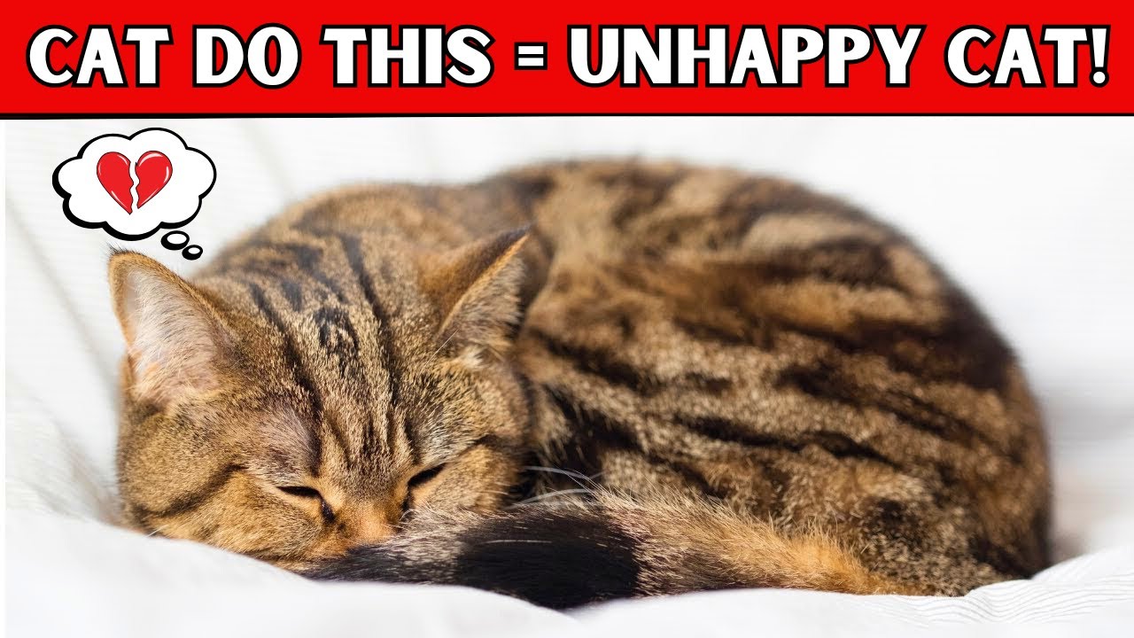 6 Signs Your Cat is Unhappy (NEVER IGNORE)