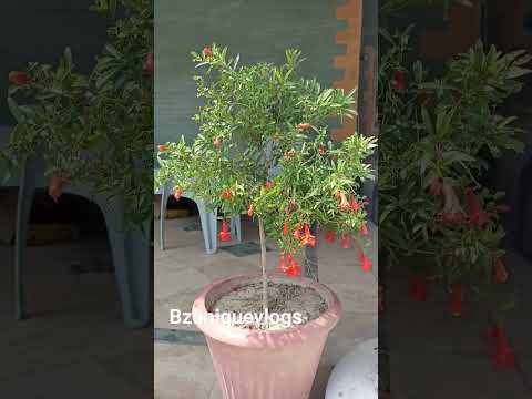 Pomegranate (Anaar) decoration plant.