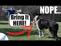 Fix Your Fetch For Dogs That Don T Bring It Back